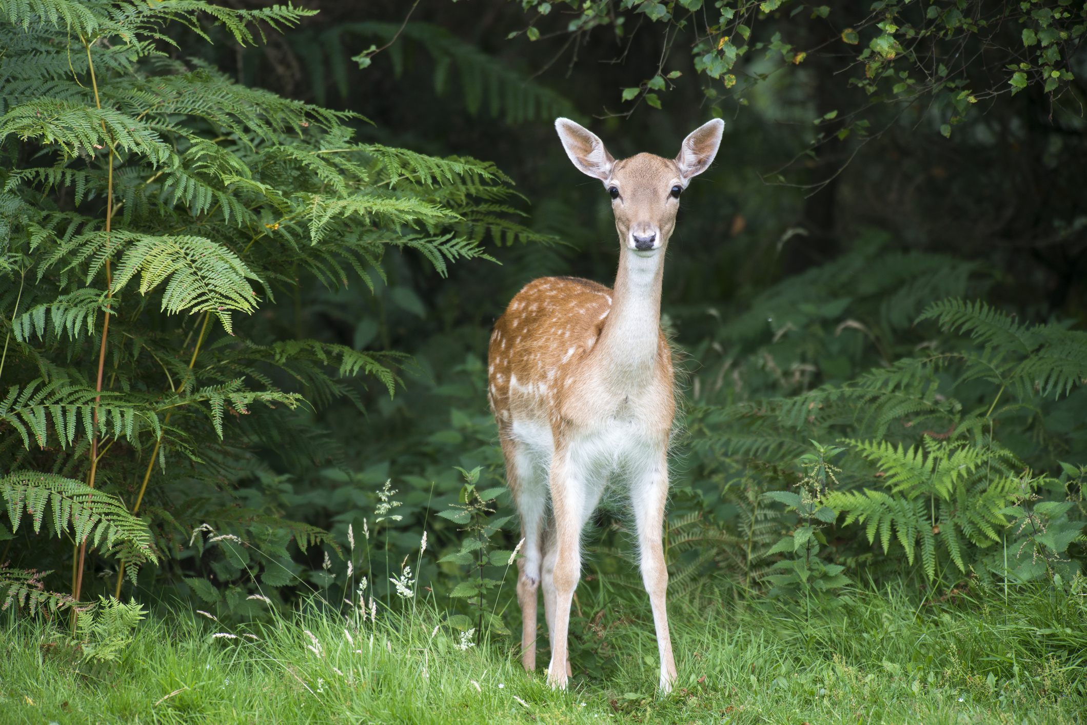 Young deer standing gracefully on green grass surrounded by lush foliage in a forest