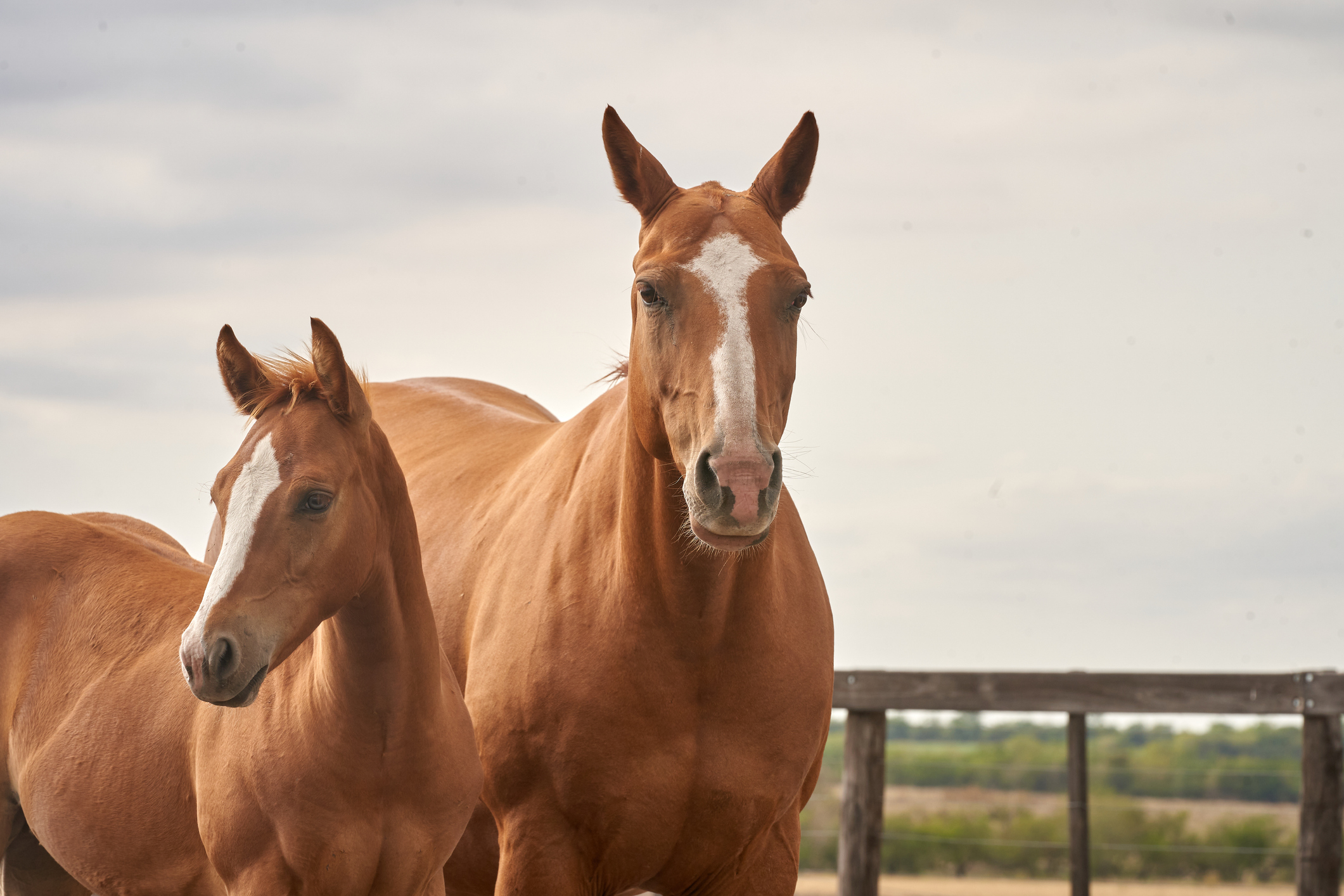Two brown horses stand close together in a pasture with a wooden fence and a cloudy sky in the background
