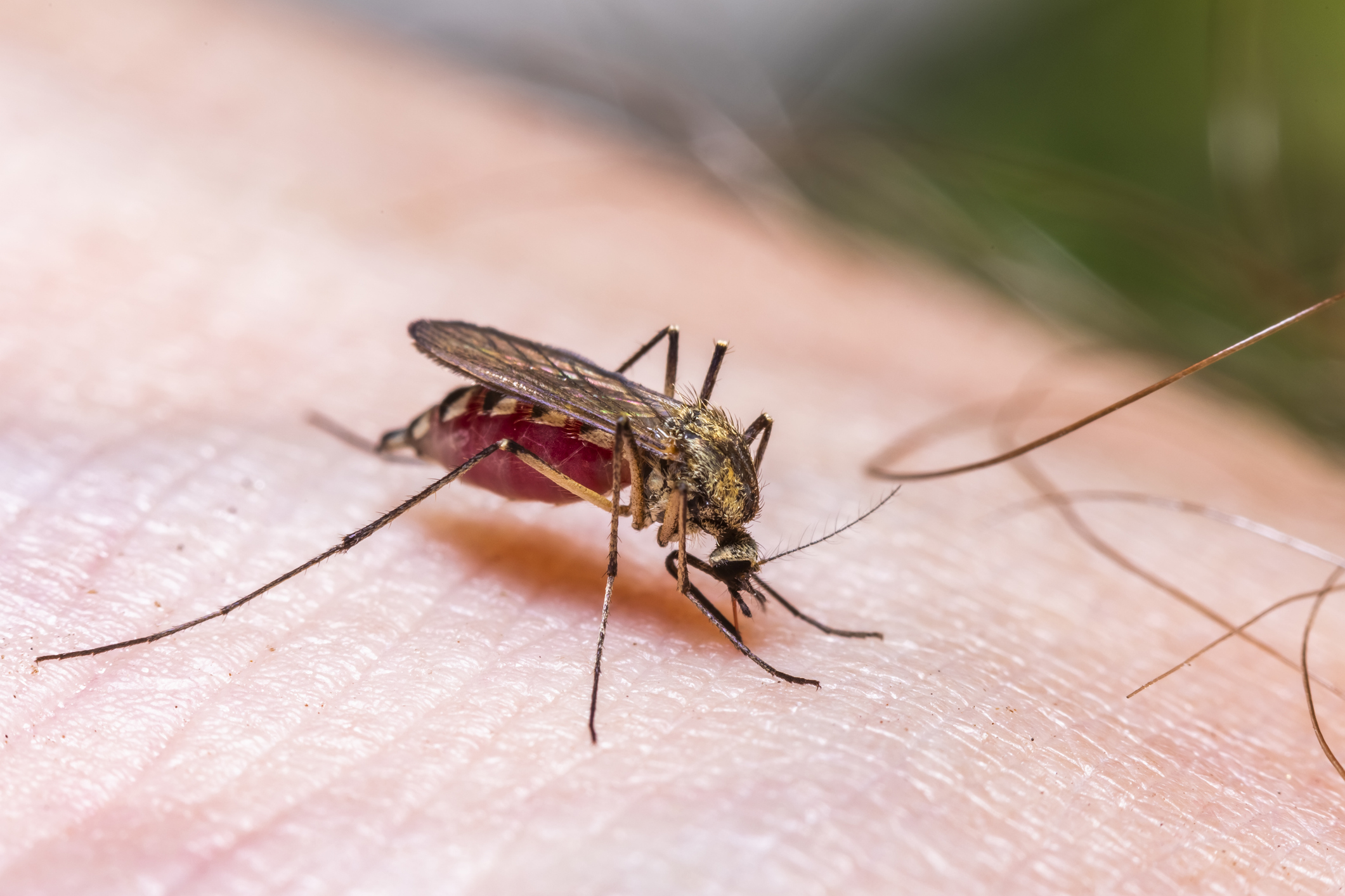 A close-up image of a mosquito feeding on human skin