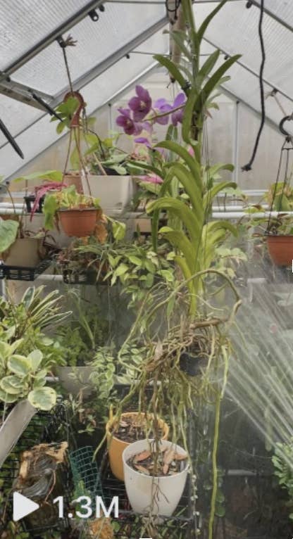 Greenhouse with various hanging and potted plants, including an orchid in bloom. Watering system in action. Video view count displays 1.3M