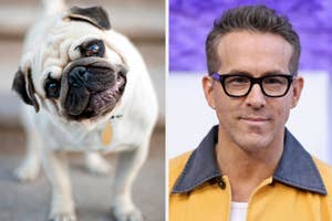 Pug with head tilted on the left; Ryan Reynolds wearing glasses and a casual jacket on the right