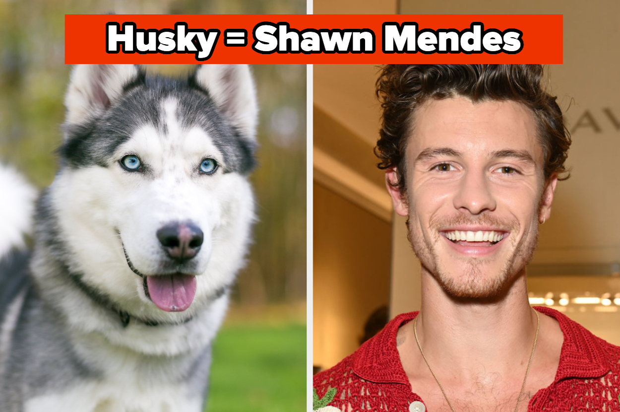 Husky dog on the left, Shawn Mendes smiling on the right. Text above reads, "Husky = Shawn Mendes"