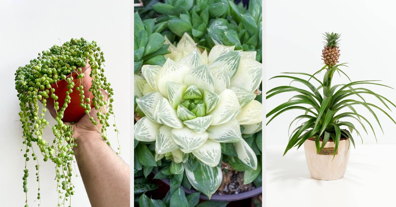 22 Affordable Places To Buy Plants Online