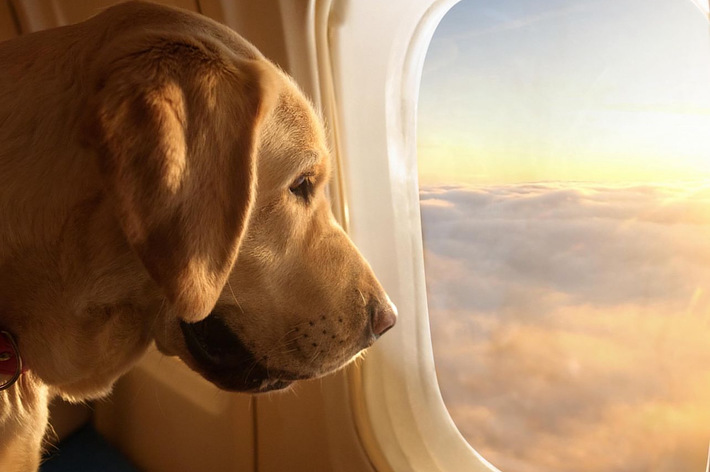 犬が飛行機の窓から雲海を眺めています。