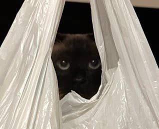 猫がビニール袋の中から覗いているかわいらしい姿。