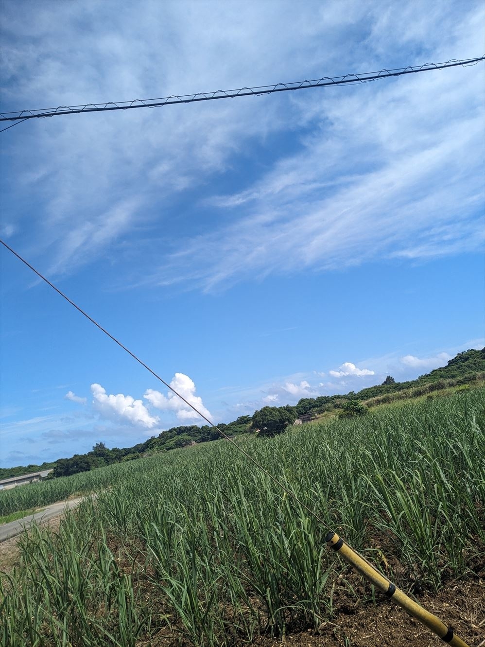 広大な畑が広がる宮古島南部　BuzzFeed JAPAN / のす