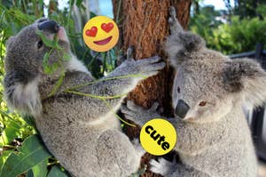 Two koalas on a tree, one eating leaves, with emoticon stickers saying "cute" and a smiley face