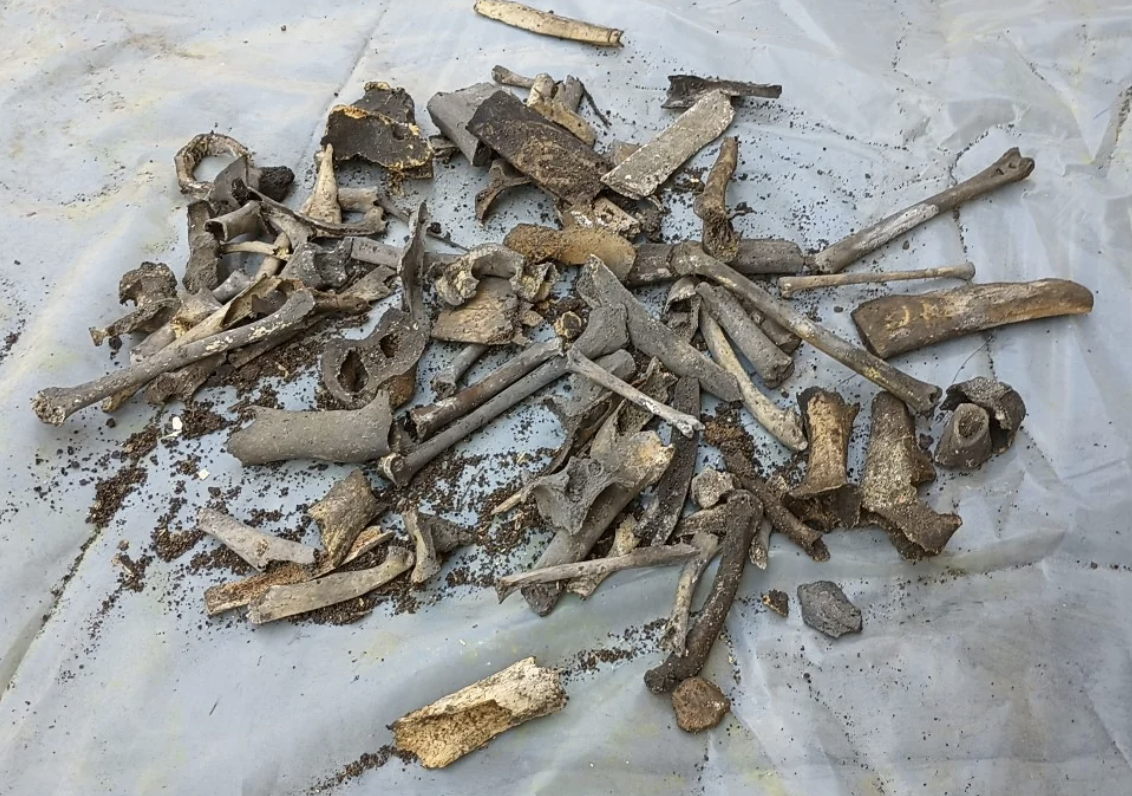 A collection of various-sized ancient bones and fragments spread out on a tarp