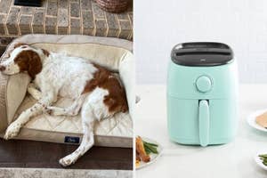 Dog resting on pet bed; compact air fryer on kitchen counter