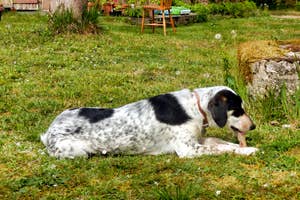 A black and white spotted dog relaxing on a grassy lawn