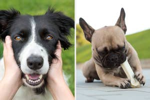 Two dogs close-up: a Border Collie held by hands and a French Bulldog chewing a bone