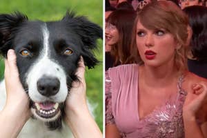 Dog chewing bone on left; right shows Taylor Swift in a pink dress at an event