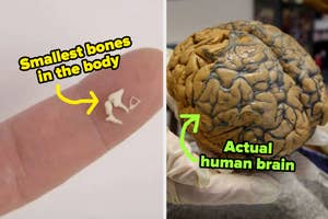 Smallest bones in the body and human brain