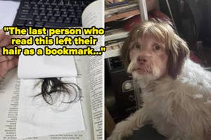 A dog with a similar hair tuft to the one used as a bookmark in a book, evoking a humorous comparison