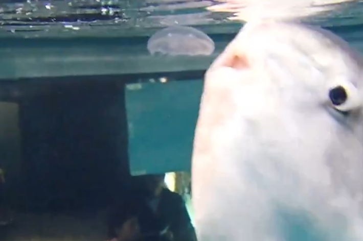 マンボウがクラゲを食べる瞬間の様子（海響館がXに投稿した動画より）