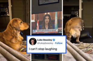 A golden retriever watches a TV news segment featuring Governor Noem. A tweet from Luke Beasley reads, "I can’t stop laughing."