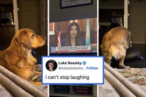A golden retriever watches a TV news segment featuring Governor Noem. A tweet from Luke Beasley reads, "I can’t stop laughing."