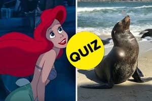 A split image featuring Ariel from Disney's "The Little Mermaid" on the left, and a sea lion on the beach on the right with a yellow "QUIZ" circle overlay