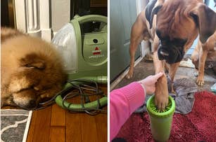 buzzfeed writer's dog sleeping next to green portable vacuum and reviewer placing dog's paw into green portable cleaner