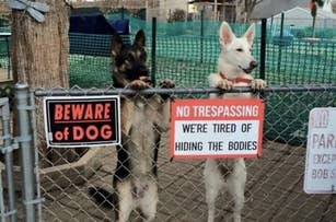 Two dogs stand on their hind legs inside a fenced area with funny warning signs: "BEWARE of DOG" and "NO TRESPASSING: WE'RE TIRED OF HIDING THE BODIES."