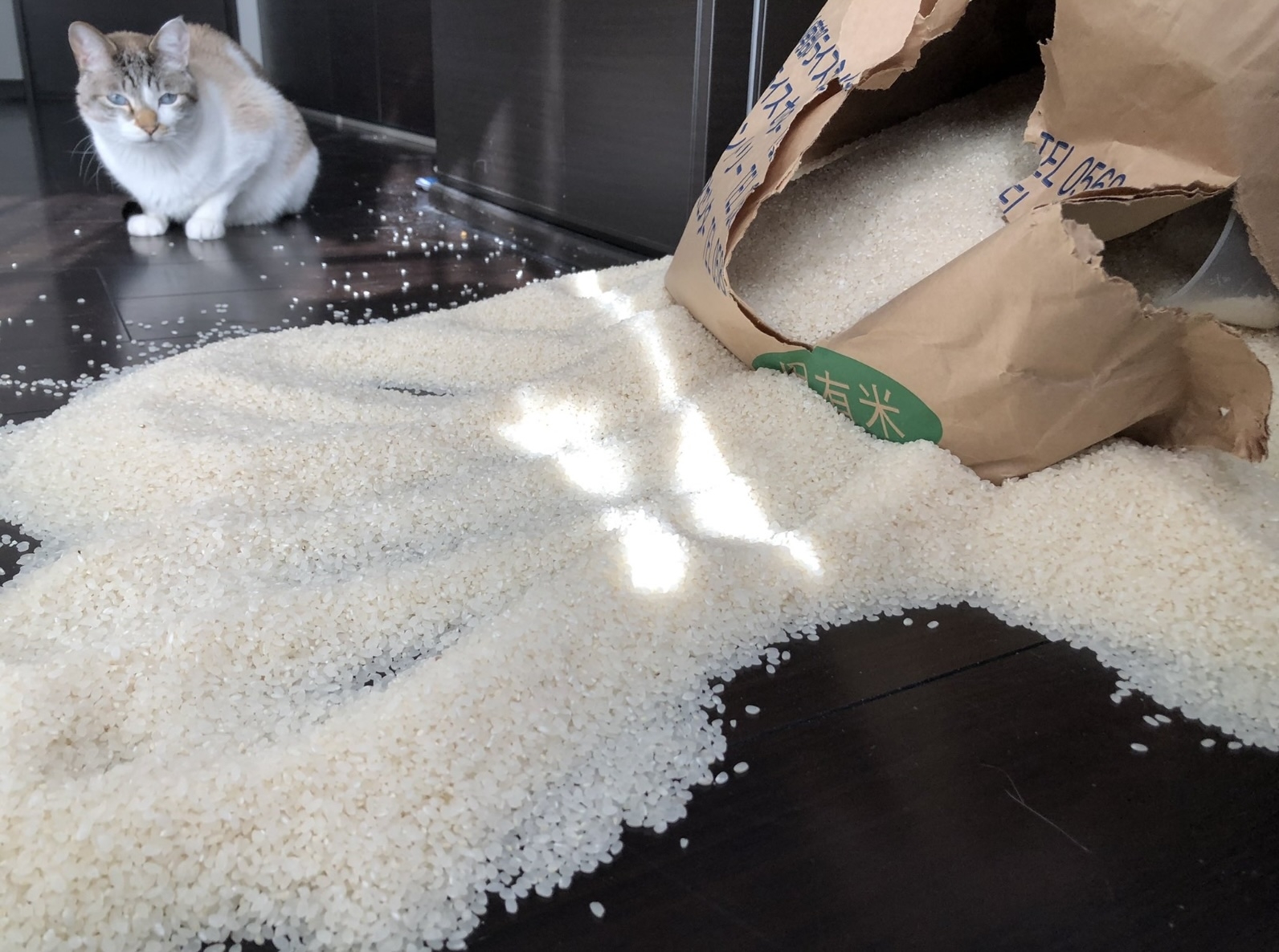 紙袋からこぼれた大量の米が床に広がっており、奥には一匹の猫が座っています。