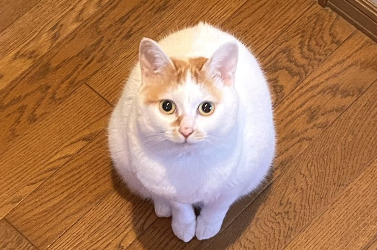 ふっくらとした白い猫が木の床に座って、カメラを見上げています。