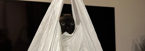 猫がビニール袋の中から顔を出している様子。リビングルームに置かれた白いビニール袋に包まれている。