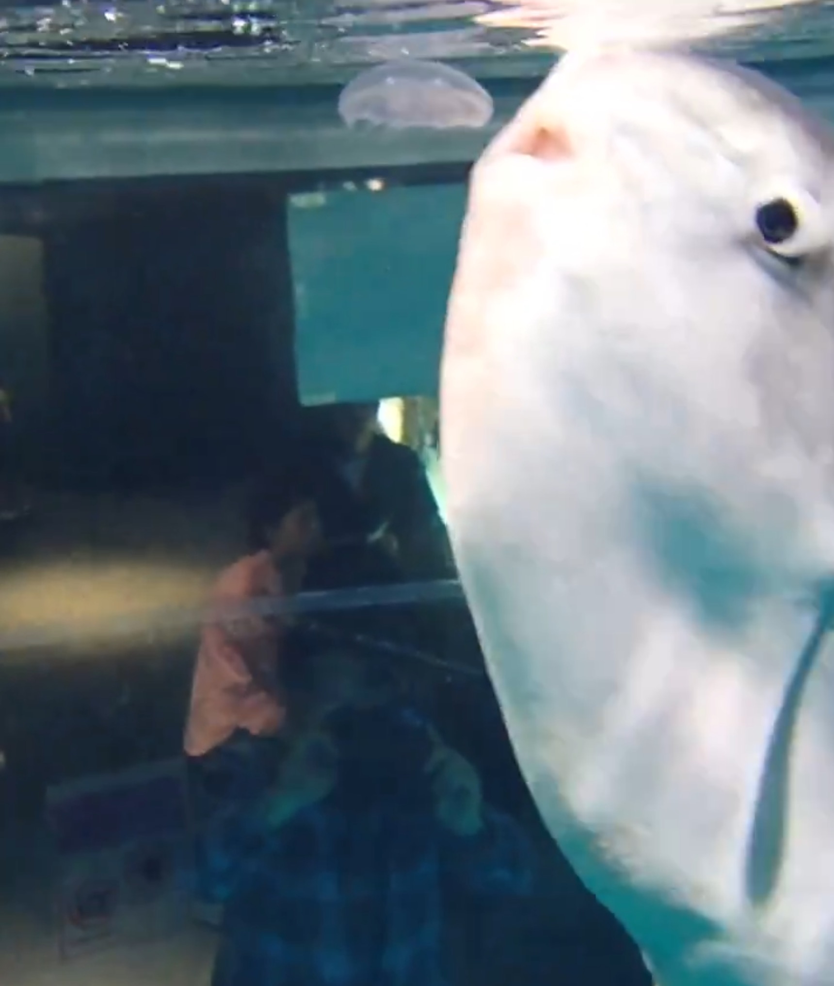 マンボウがクラゲを食べる瞬間の様子（海響館がXに投稿した動画より）