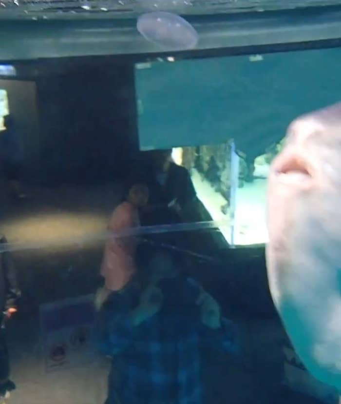 マンボウがクラゲを食べる瞬間の様子(海響館がXに投稿した動画より)