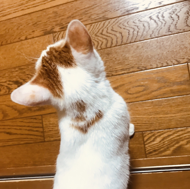 原画：宙を歩く～光を知った猫～（サイズ：F8号（額縁含む 横