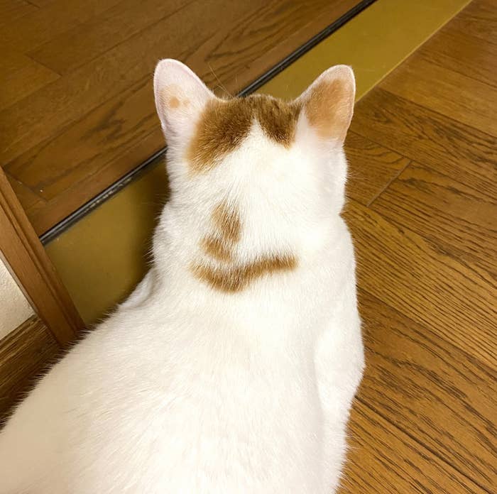 後ろ姿の白猫。背中に茶色のハートの模様がある。