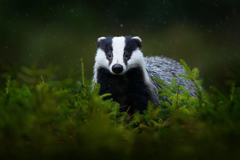12 Animals Who Get Drunk Or High