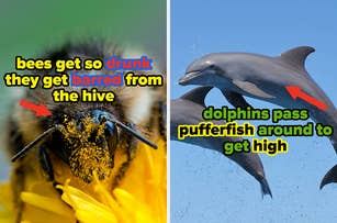 The image has two panels. The left panel shows a bee with text: "bees get so drunk they get barred from the hive." The right panel shows dolphins with text: "dolphins pass pufferfish around to get high."