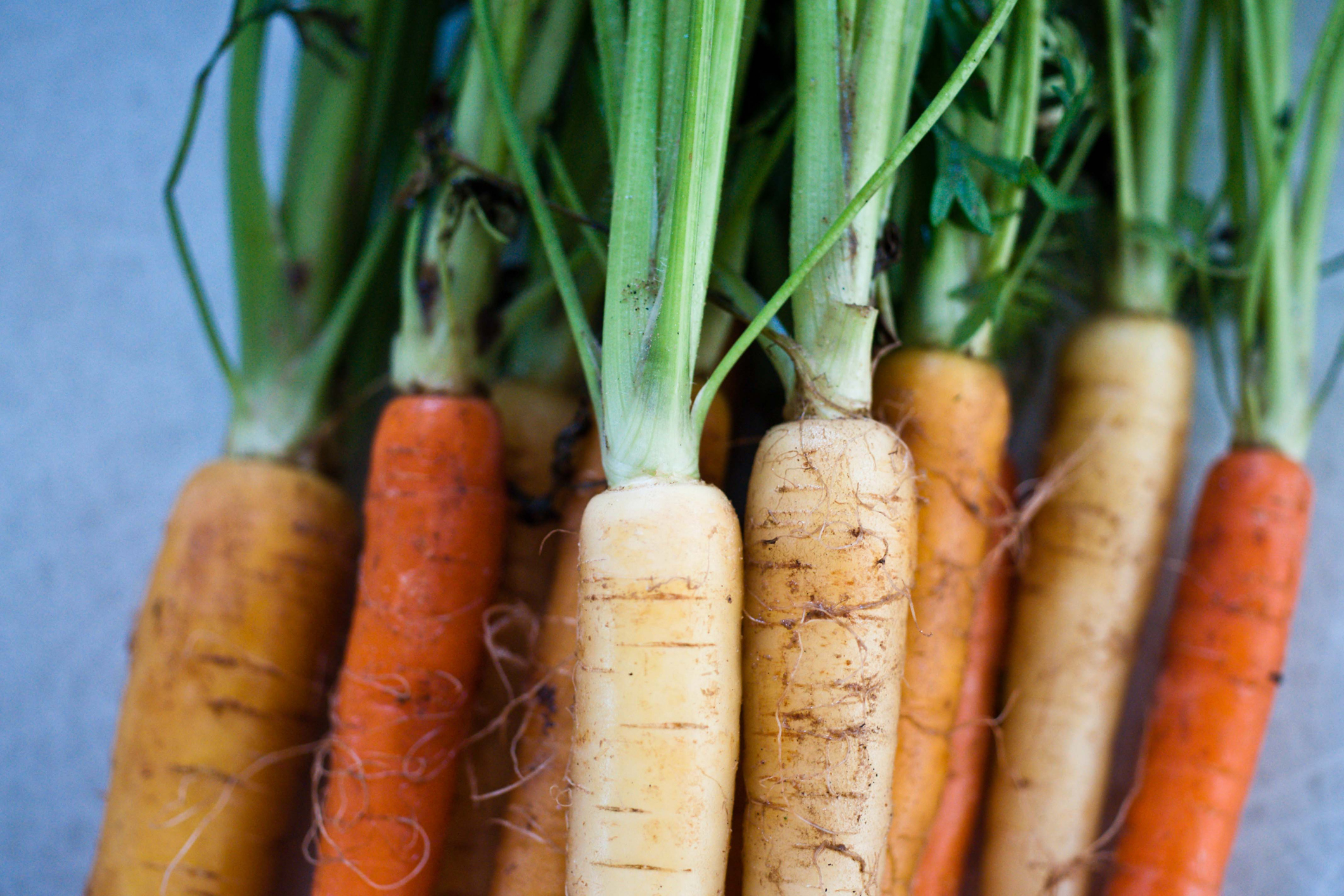 Close-up of a bunch of fresh carrots with green tops, displaying a mix of orange and white colors