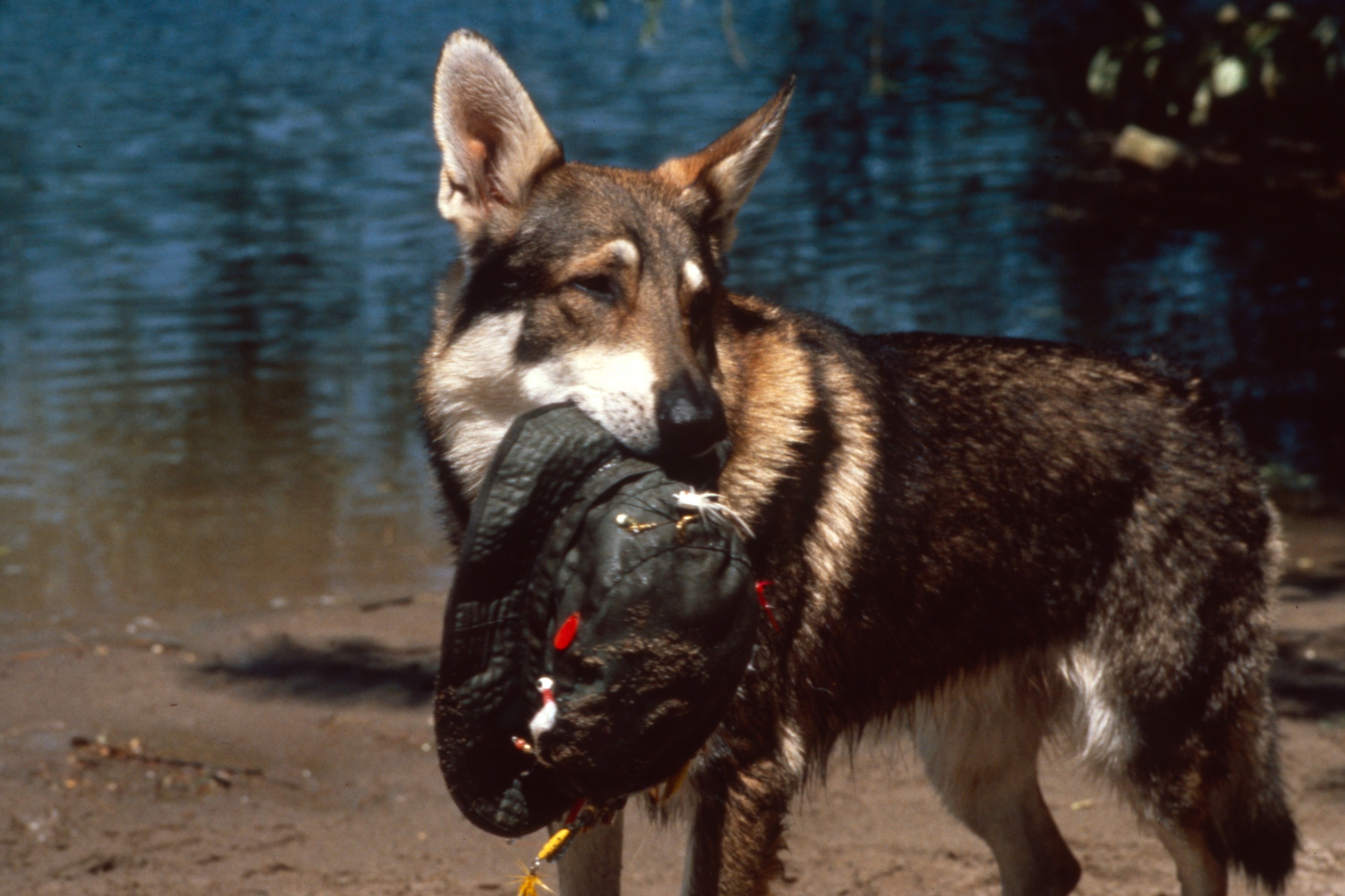 A dog holding a hat in its mouth stands near a body of water