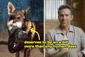 Dog holding a chewed hat in its mouth. Ryan Reynolds sitting and smiling. Yellow text reads, "deserves to be on a bill more than any human does."