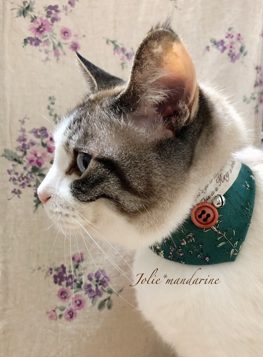 モデルをつとめるニャスカルちゃん