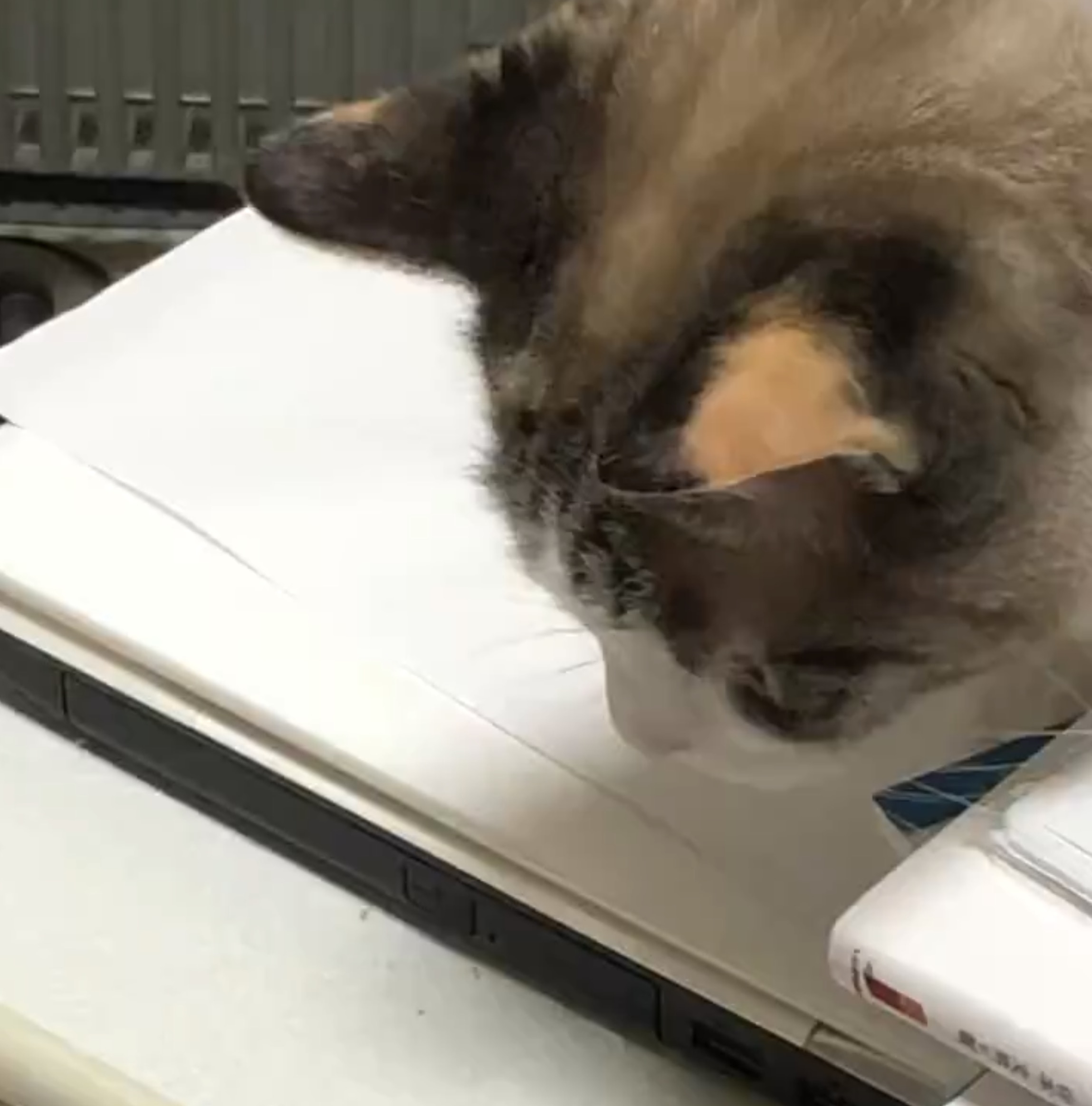 机の上に座るニャスカルちゃん