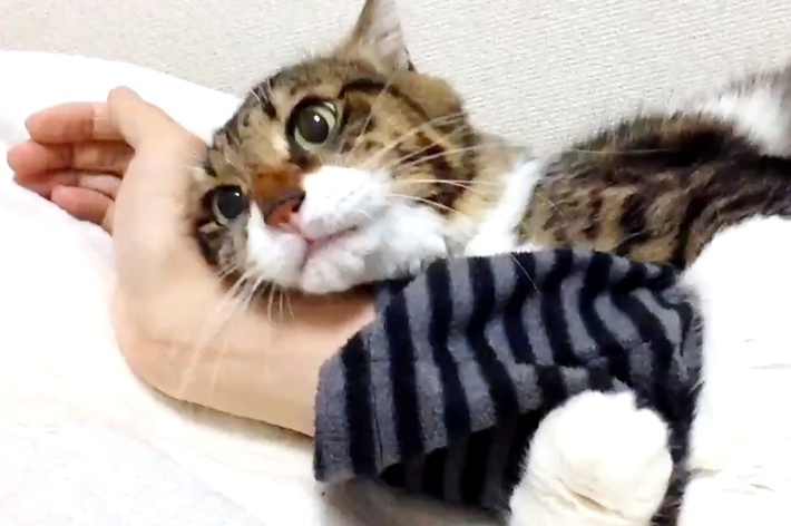 飼い主さんの腕に抱きつくヤマダくん