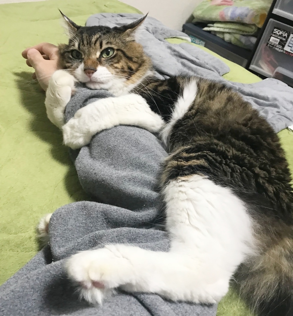 四つ足で飼い主さんの腕にからみつくヤマダくん