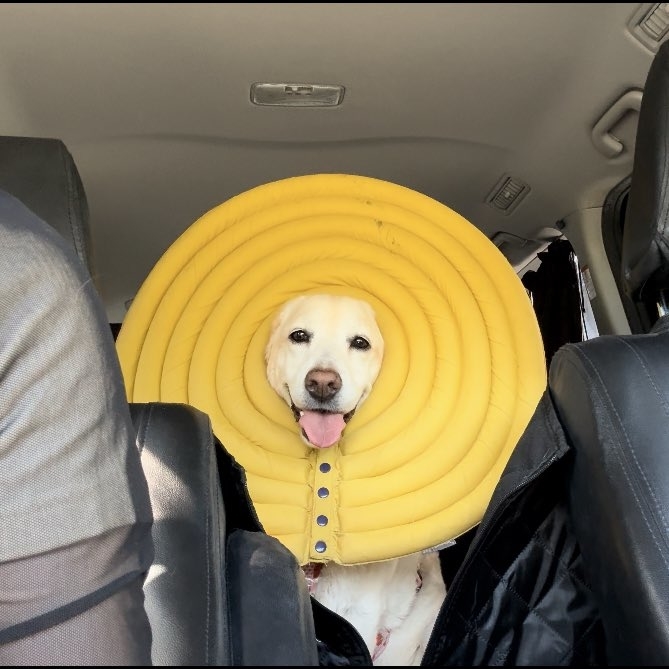 黄色いエリザベスカラーを着けた笑顔のうずらちゃん