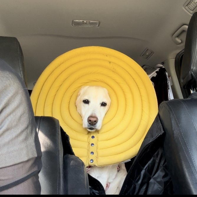 黄色いエリザベスカラーを着けて困惑顔のうずらちゃん