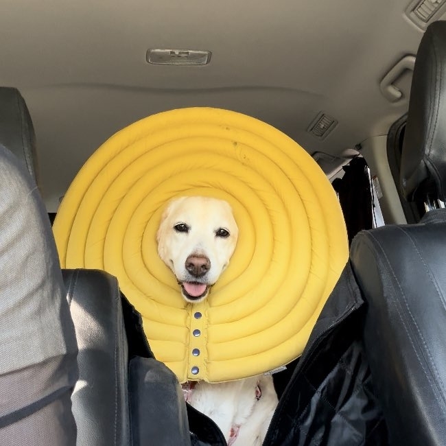 黄色いエリザベスカラーを着け、少し表情が明るくなったうずらちゃん