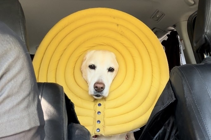 黄色いエリザベスカラーをつけて困惑顔のうずらちゃん