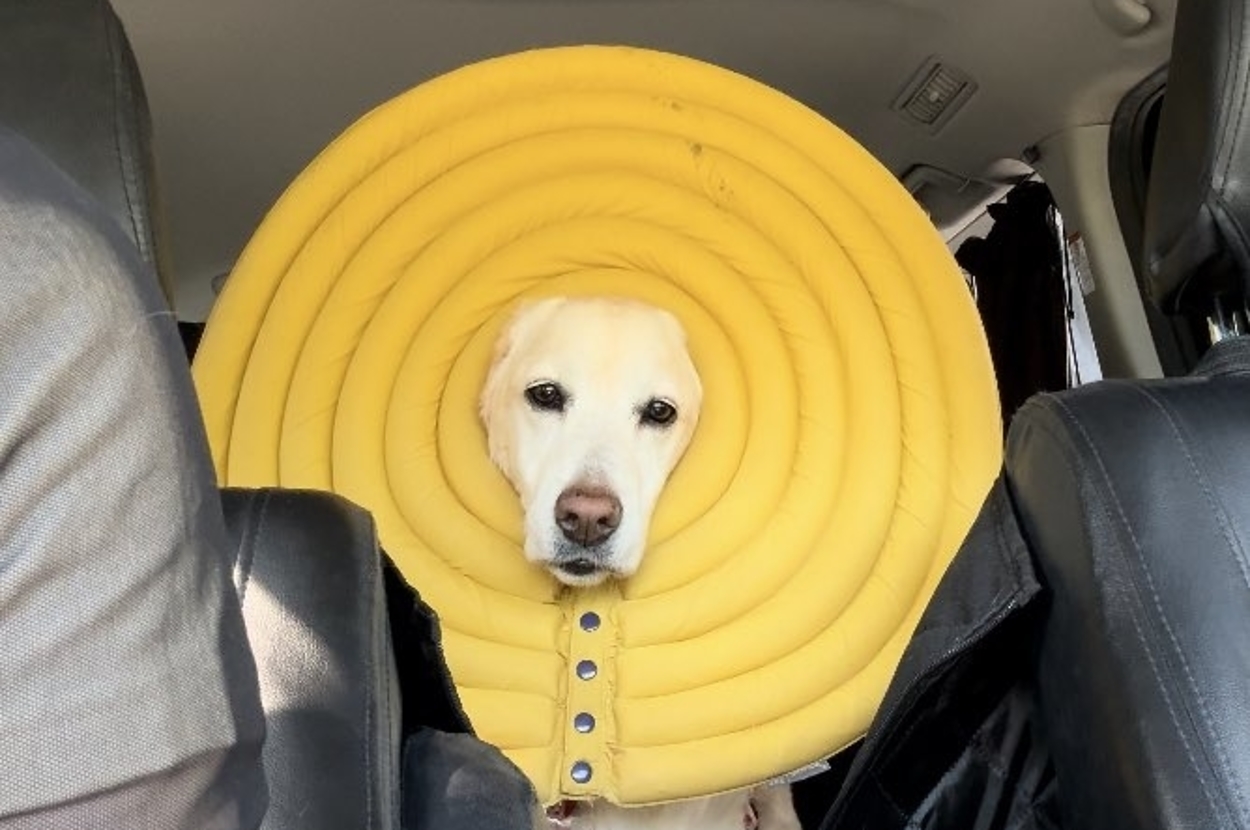 黄色いエリザベスカラーをつけて困惑顔のうずらちゃん