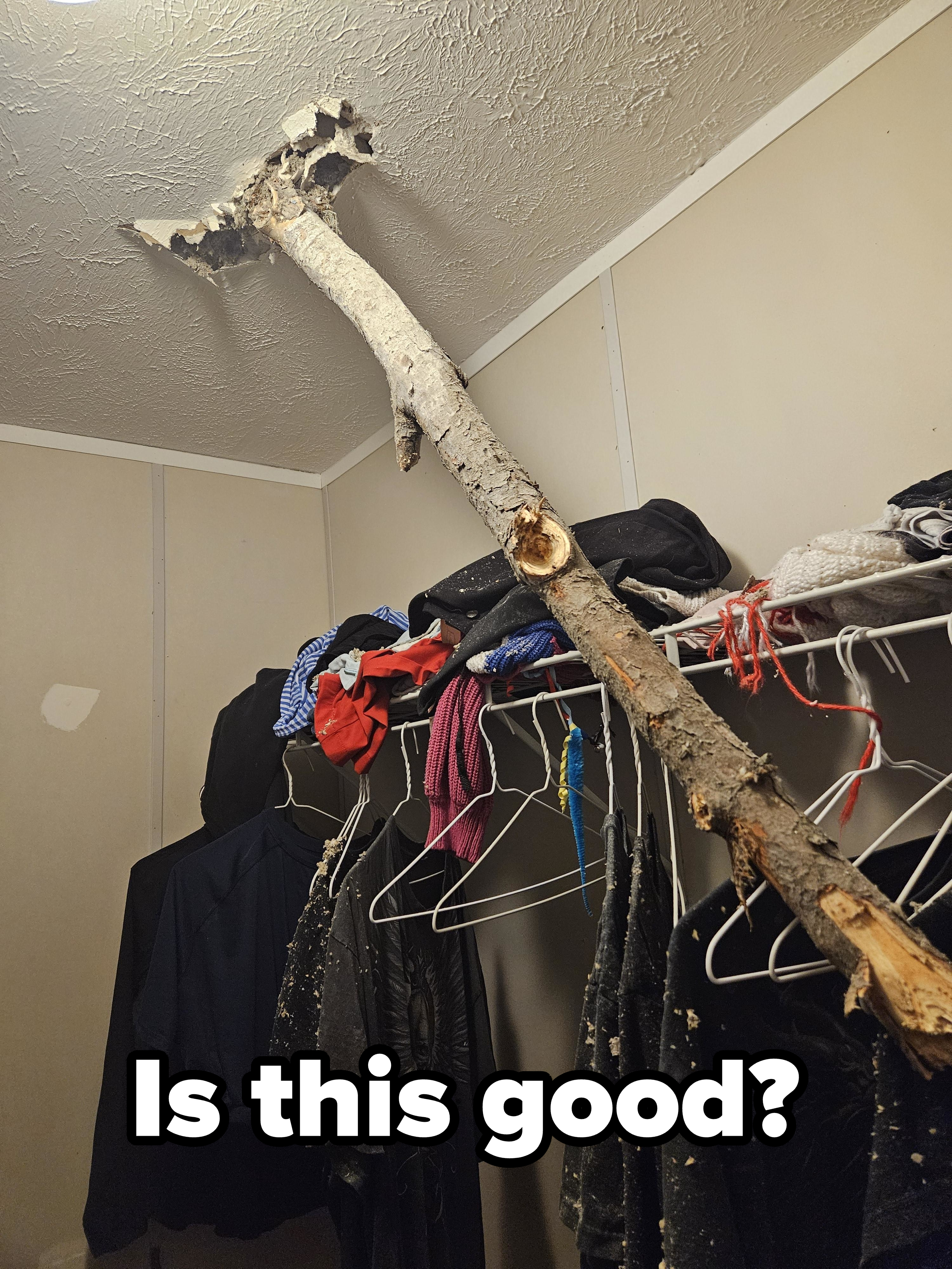 A tree branch has fallen through a ceiling, damaging it and hanging above a cluttered clothes rack