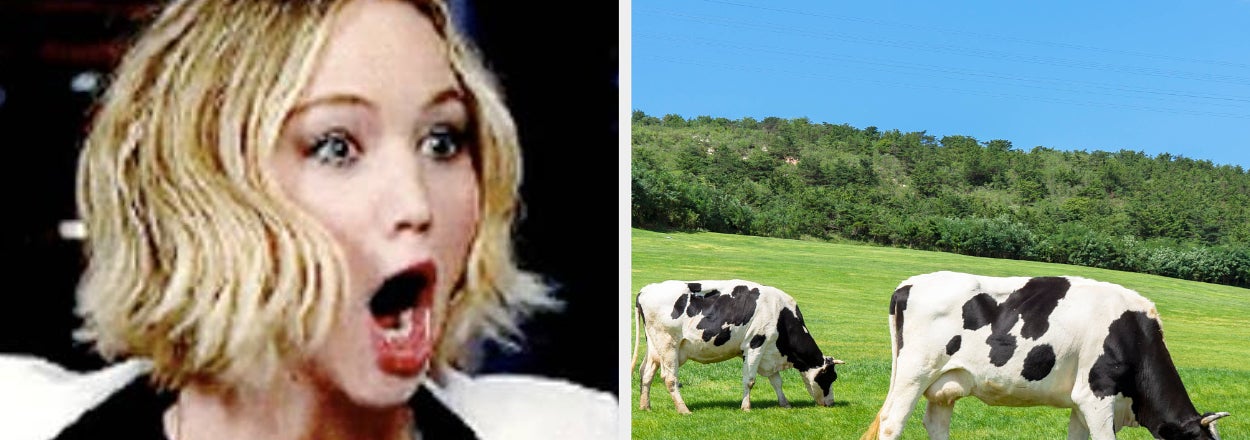 Person with surprised expression next to text, cows in a green field