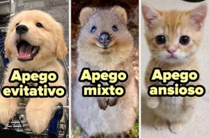 Imagen de un perro, un quokka y un gato con etiquetas "Apego evitativo", "Apego mixto" y "Apego ansioso" respectivamente