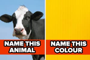 Split image: Left side shows a close-up of a cow's face; right side has text "NAME THIS COLOUR" on yellow background