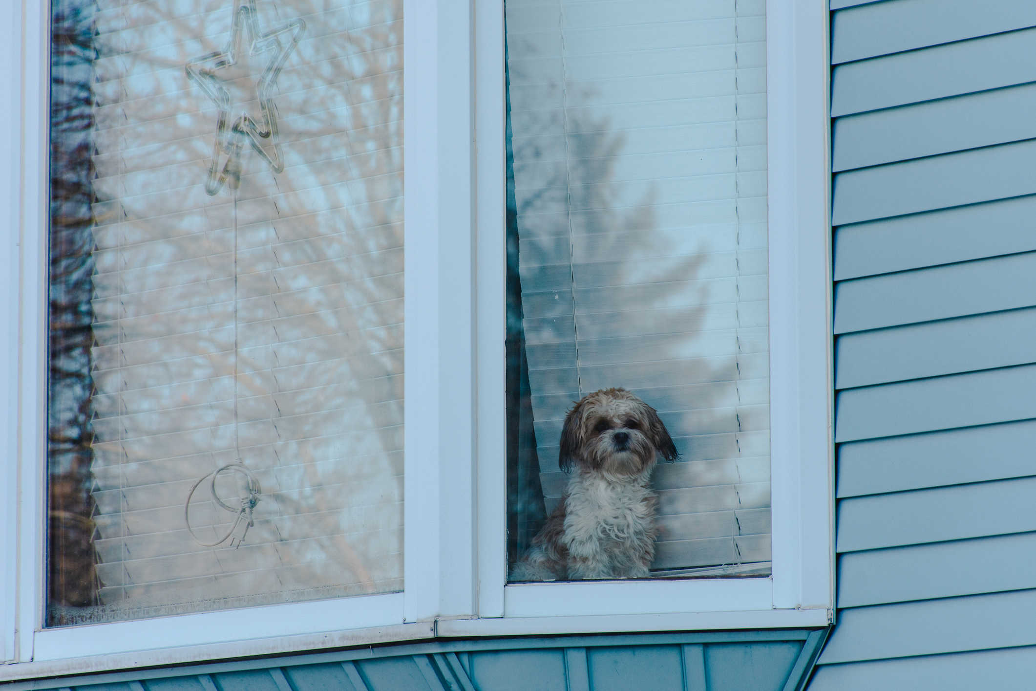 Dog looking out of a house window